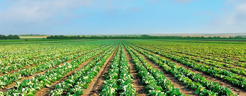 Australian agriculture