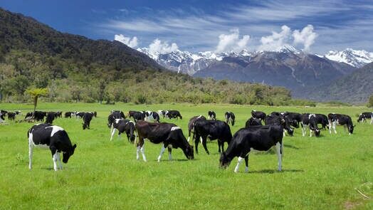 Dairy & livestock trade