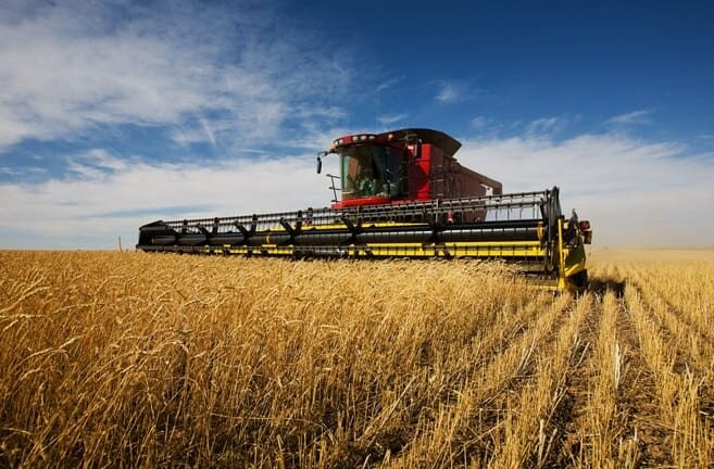 Grain harvest export