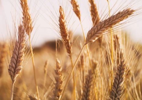Australiian Wheat