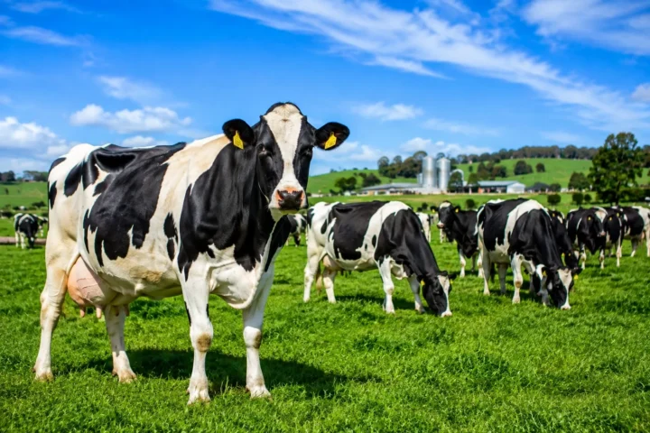 Australian Dairy Industry
