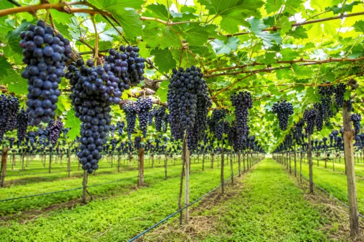 Australian Vineyard